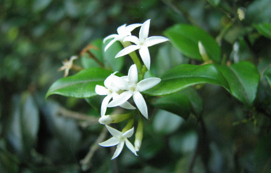 Carissa bispinosa in flower
